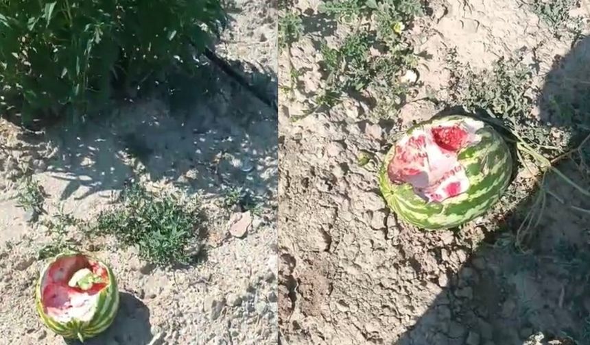Yaban domuzları karpuz tarlalarını talan etti