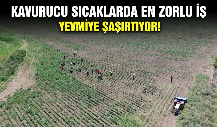Kavurucu sıcaklarda en zorlu iş: Yevmiye şaşırtıyor!