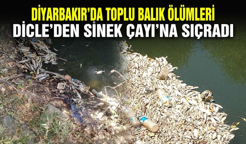 Diyarbakır’da toplu balık ölümleri Dicle’den Sinek Çayı’na sıçradı