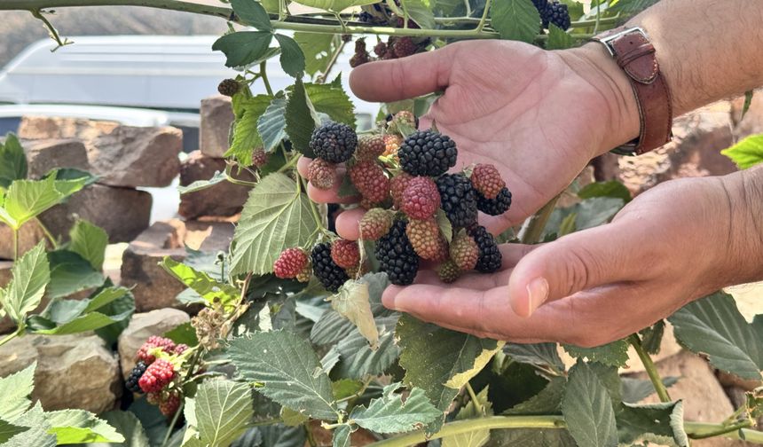Siirt, fıstıktan sonra böğürtlen kenti olacak