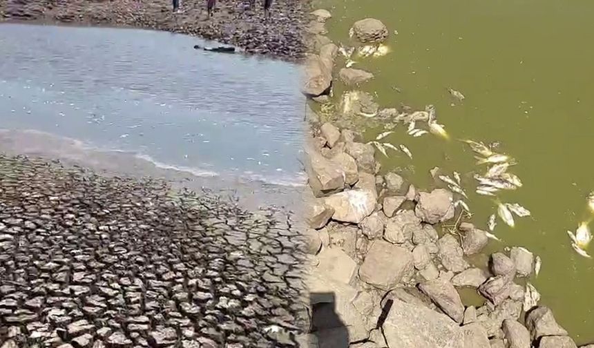 Kuraklık alarmı! Sular çekildi, balıklar telef oldu