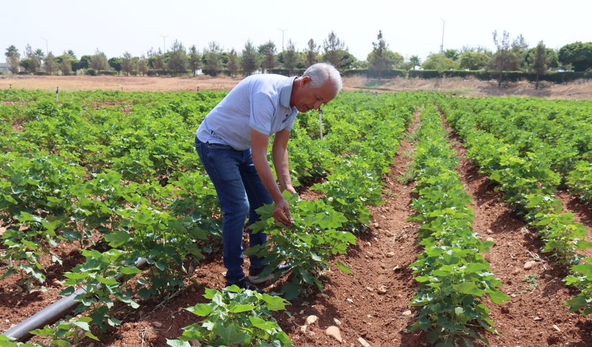 Kavurucu sıcaklar, pamuğa yaradı