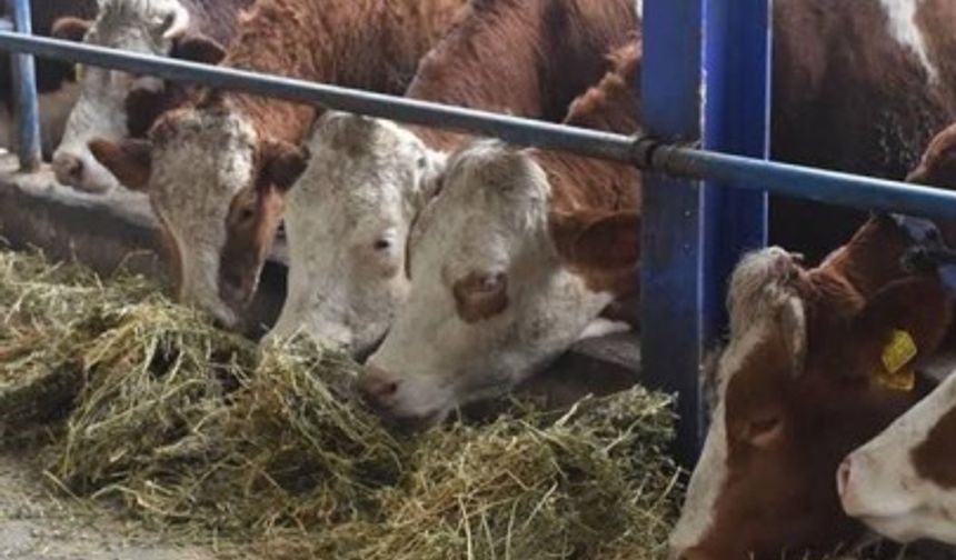 Ardahan'da şap alarmı; onlarca hayvan hastalıktan öldü