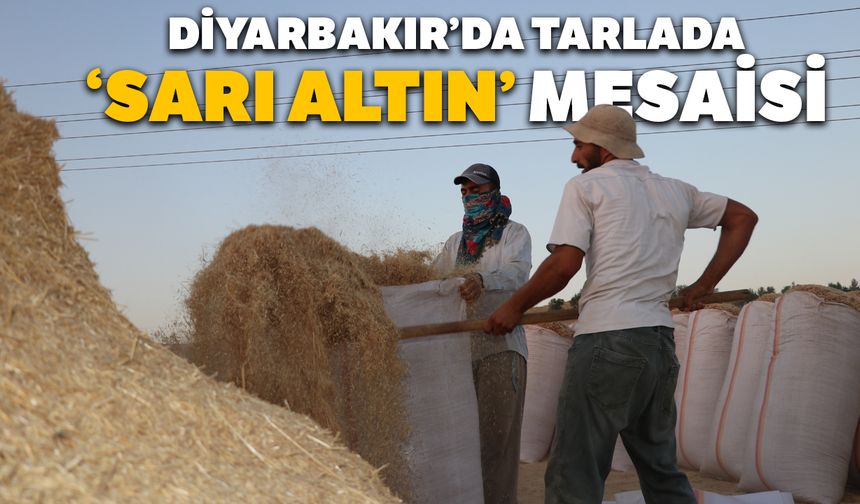 Diyarbakır’da tarlada ‘sarı altın’ mesaisi