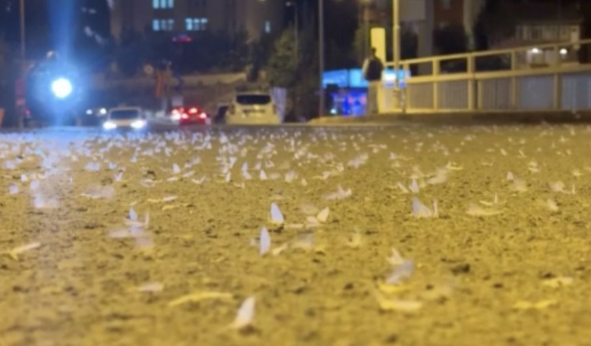 Sineklerin ‘ölüm dansı’ başladı