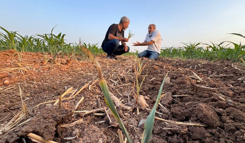İki tohum arasındaki büyüme farkı çiftçiyi kızdırdı