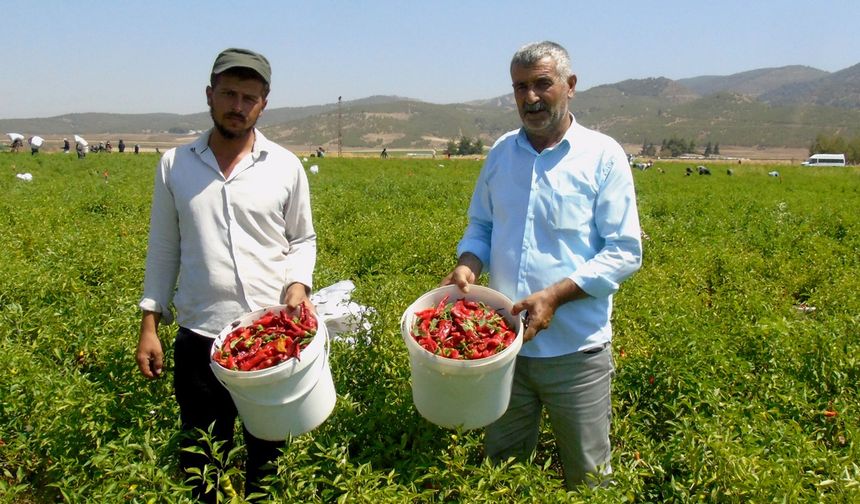 Sofralık kırmızı biber hasadı başladı