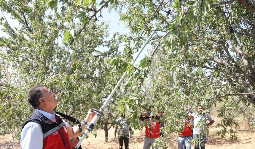 Diyarbakır'da kuraklığa meydan okuyan ürün: Hibe destekli kredi veriliyor!