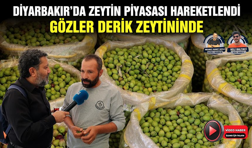 Diyarbakır’da zeytin piyasası hareketlendi; Gözler Derik zeytininde
