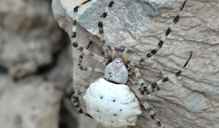 Fotoğrafını çektikleri böceği araştırınca şok oldular!