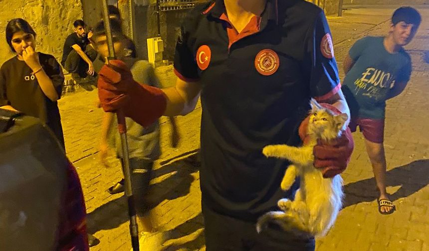 Mahsur kalan kedileri itfaiye kurtardı