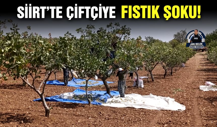 Siirt’te çiftçiye fıstık şoku!