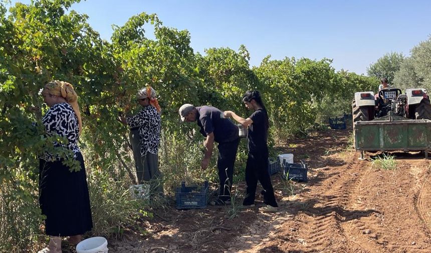 Üzümün pekmez yolculuğu başladı