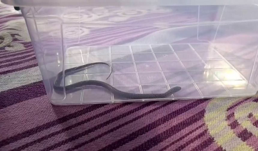 Diyarbakır’da 4’üncü kattaki bir eve yılan girdi, büyük panik yaşandı