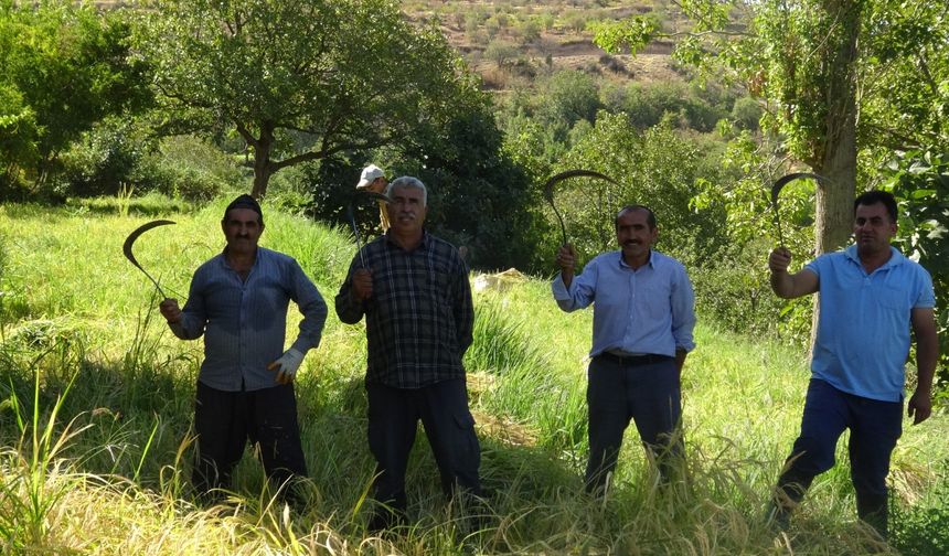 Diyarbakır’ın komşusunda orakla pirinç hasadı başladı