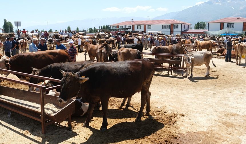 34 köyde şap karantinası