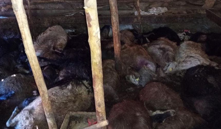 Ağıla yıldırım düştü, 45 küçükbaş hayvan öldü