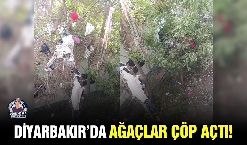 Diyarbakır’da ağaçlar çöp açtı!