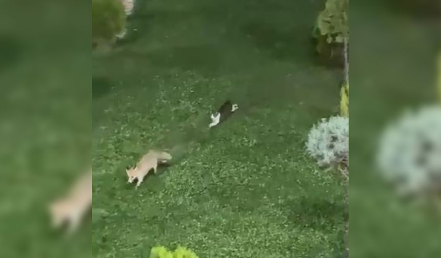 Hakkari’de kedi ile tilkinin oyun keyfi