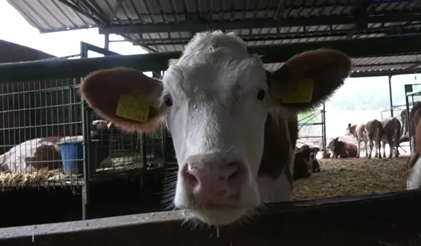 Haycancılıkta yeni dönem başlıyor! Yapay zeka ineklere de el attı