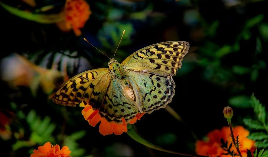 Kelebeklerin çiçeklerle buluşmasında görsel şölen