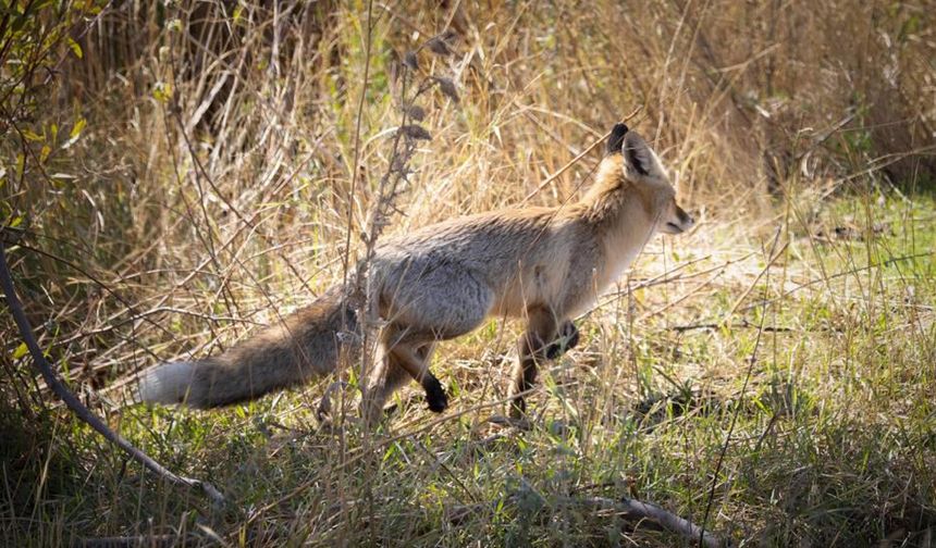 Kızıl tilki Bingöl’de poz verdi