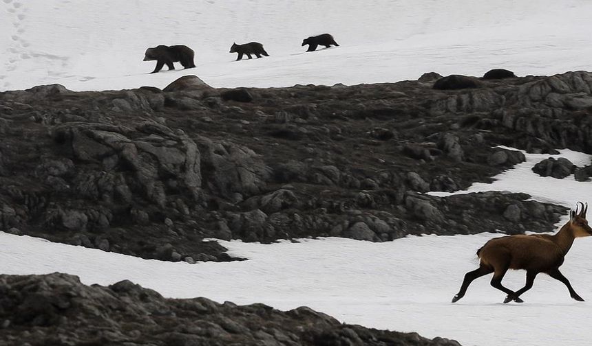 Munzur Dağı’nda boz ayıdan kaçan dağ keçileri görüntülendi