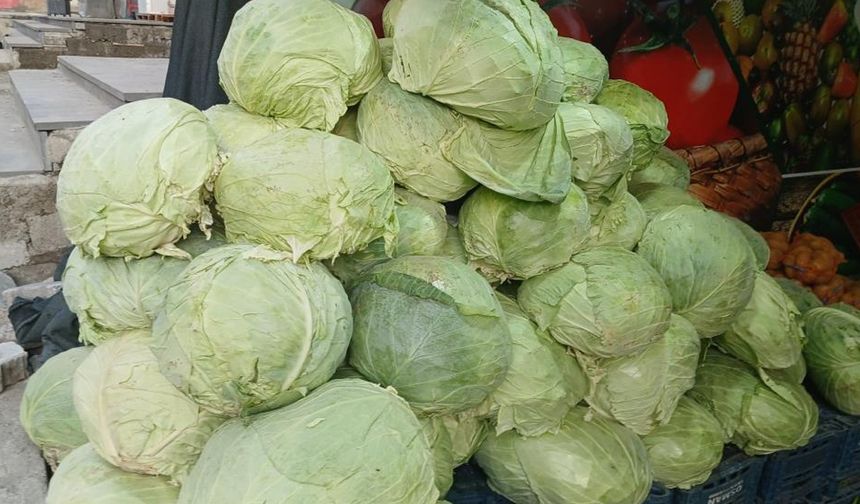 Muş lahanaları Diyarbakır'da görücüye çıktı
