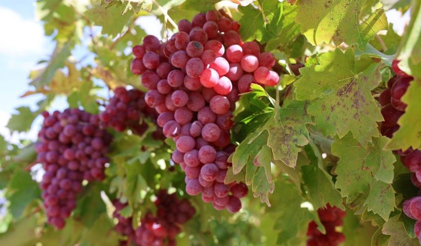 Bağ bozumunda rekor: Bir salkımda 4 kilo 700 gram üzüm