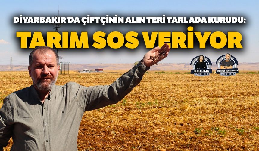 Diyarbakır'da çiftçinin alın teri tarlada kurudu: Tarım SOS veriyor