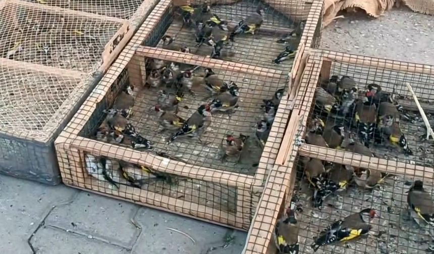 Yasadışı avcılığa büyük ceza