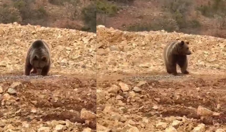 Ayıya hamsi ziyafeti verdiler