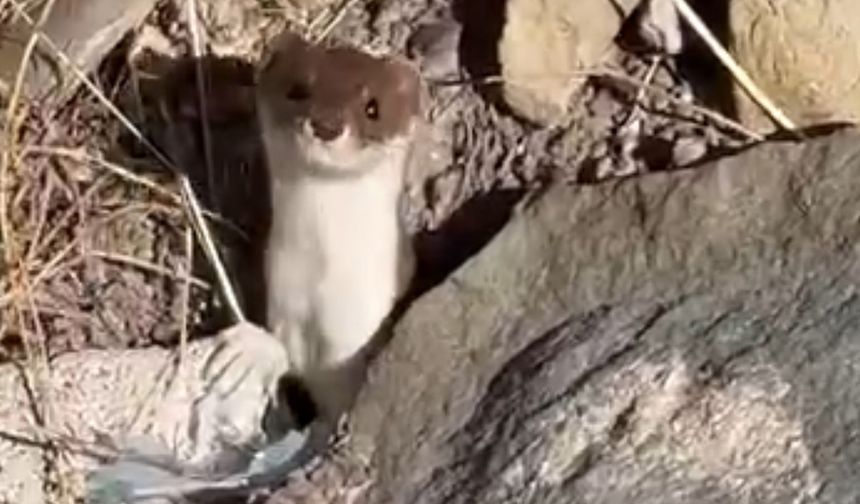 Beyaz gelincik şehir merkezinde görüntülendi