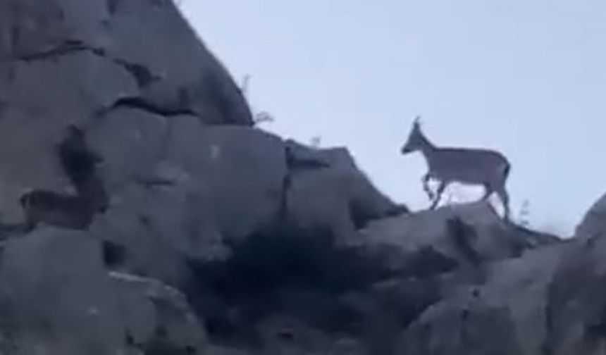 Malatya’da yaban keçileri görüntülendi