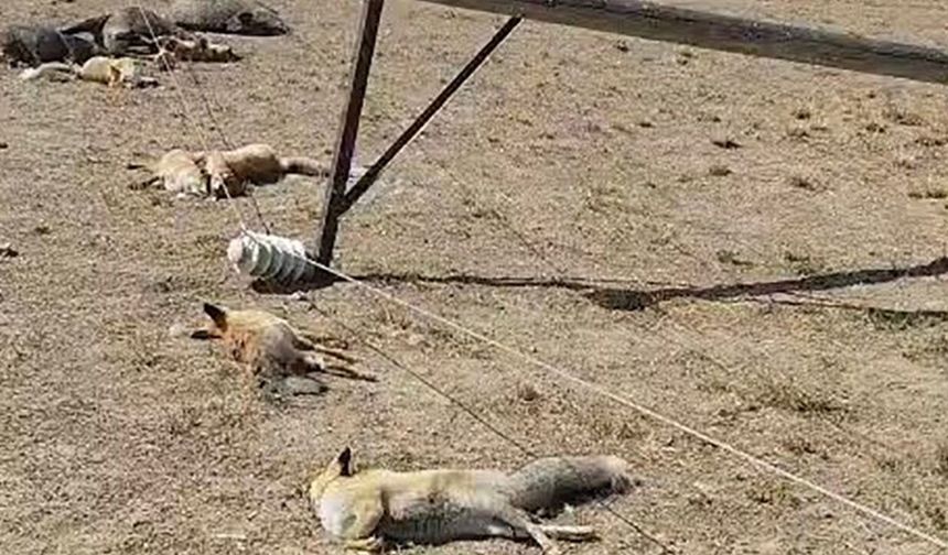 Van'da devrilen enerji hattı, yaban hayvanlarını telef etti