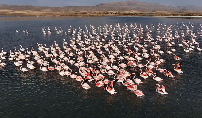 Van’da Flamingoların görsel şöleni