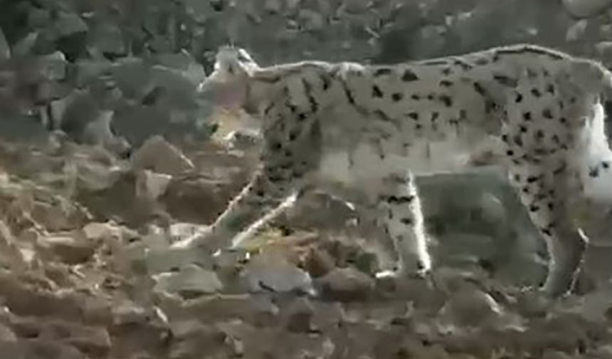 Hakkari'de vaşak görüntülendi