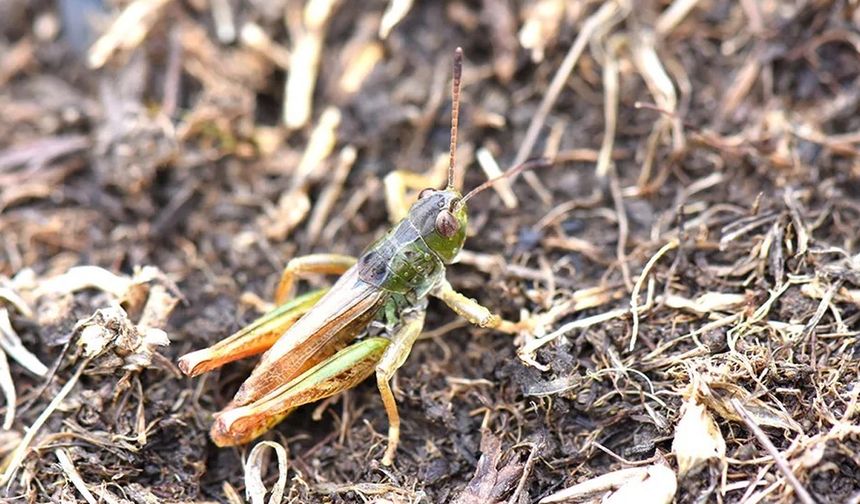 Yeni bir çekirge cinsi keşfetti