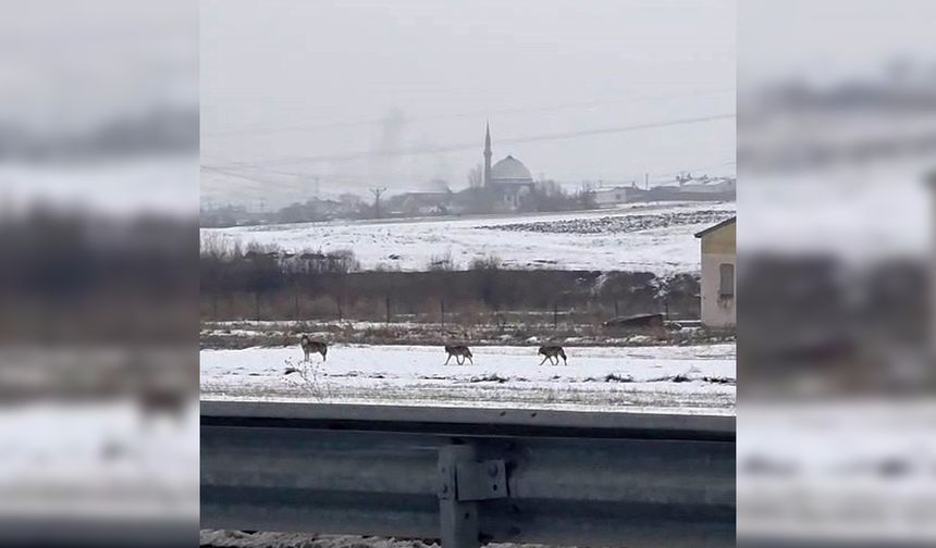 Aç kalan kurt sürüleri kent merkezine indi