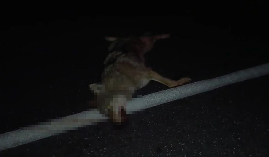 Aracın çarptığı kurt telef oldu