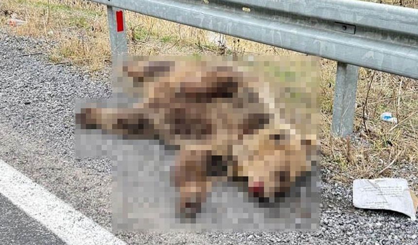 Ayıya araba çarptı