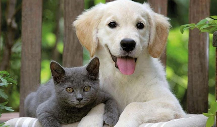 Evcil hayvan sahiplerine kritik uyarı: Son tarih 31 Aralık 2025