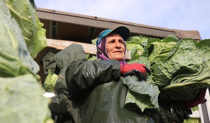 Hasadın yükü kadınların sırtında