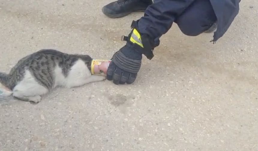 Başı konserve kutusuna sıkışan kediyi itfaiye kurtardı