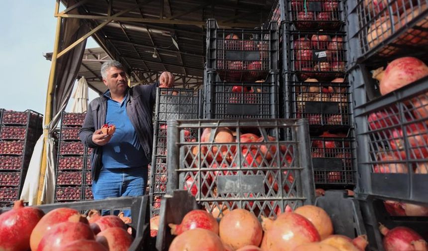 Kuraklık, Zivzik Narı’nı da vurdu!