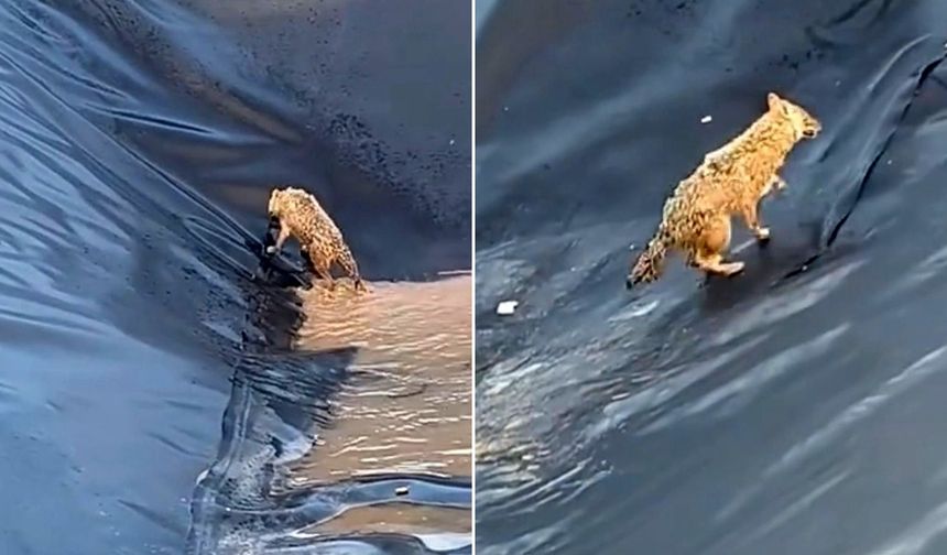 Boş havuza düşen kurt 2 saat çabaladı