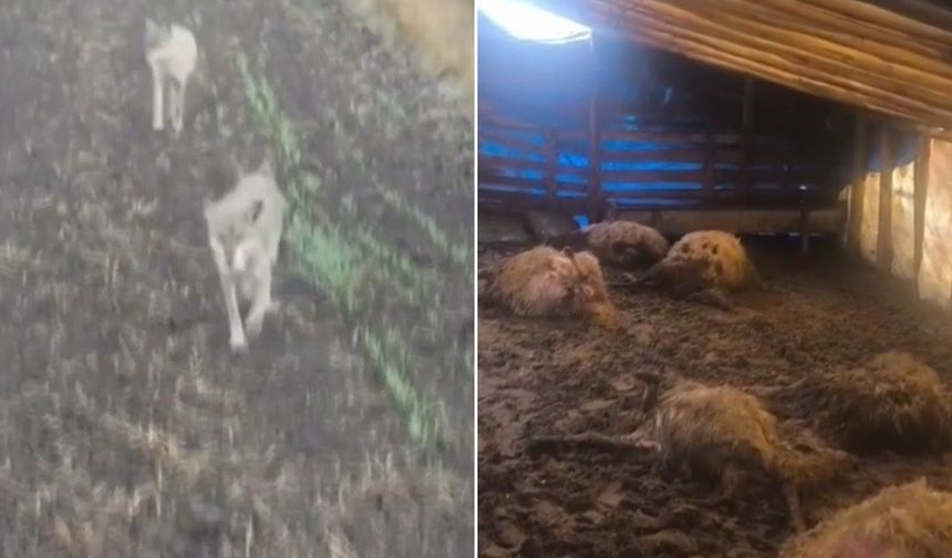 Kurtlar ahıra daldı: Koyunlar telef oldu