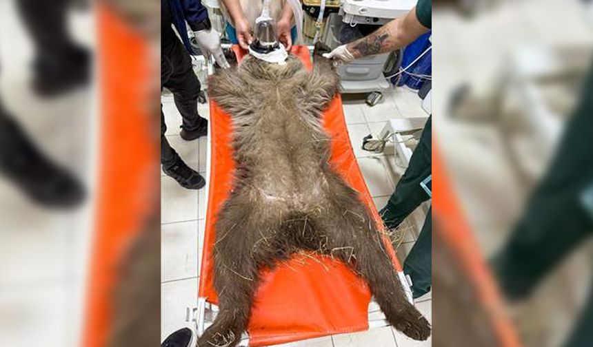 Tunceli’de ayı yavrusu yaralandı. Mermi çekirdeği balistiğe gönderilecek