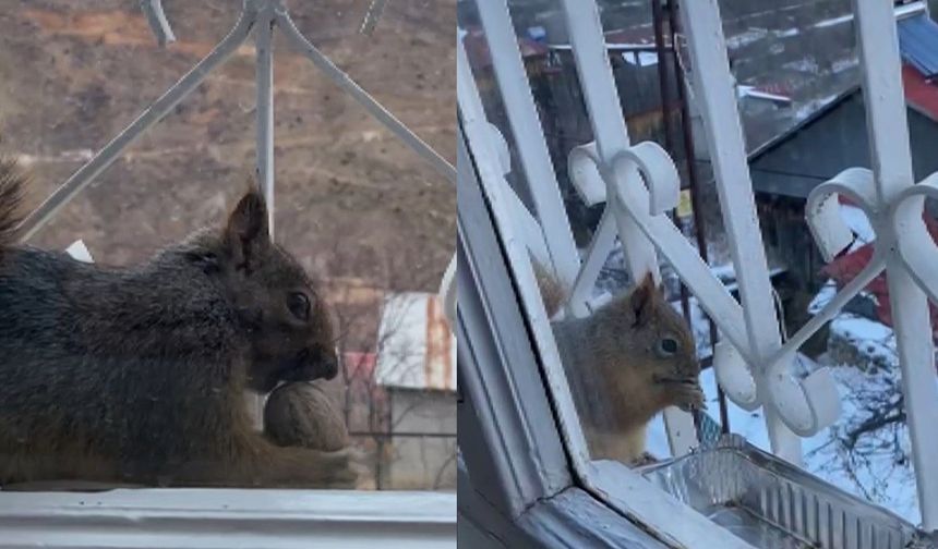 Aç kalan sincaplar pencerelere misafir oldu