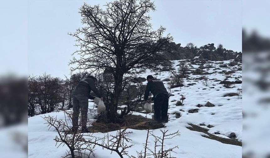 Batman'da yaban hayvanları unutulmadı